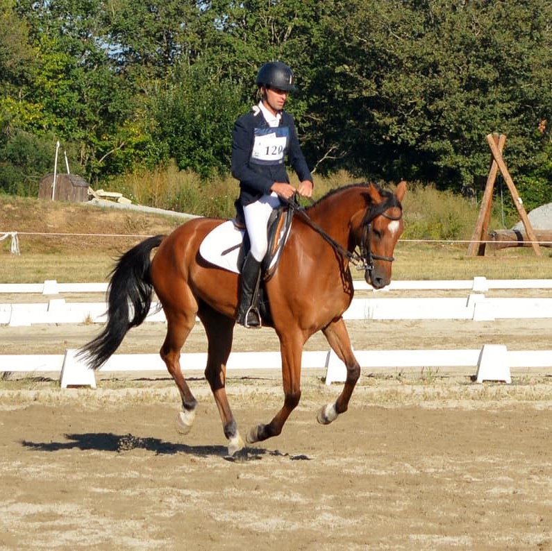 Un cavalier sur son cheval au galop