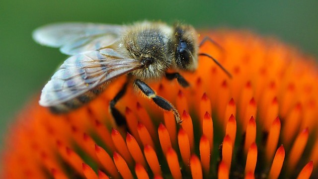 Abeille sur une fleur orange.