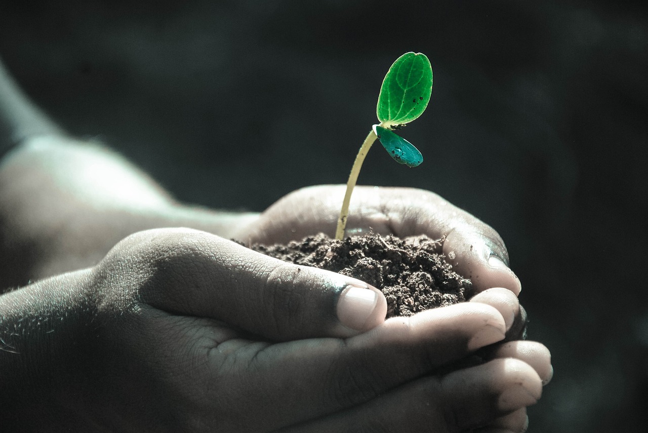 Un enfant qui tient de la terre avec une pousse de plante entre ses mains.