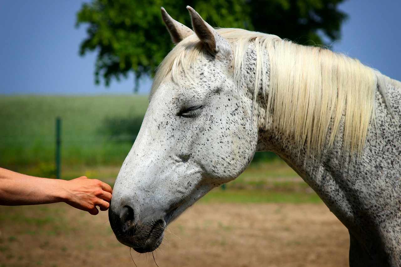 horse-g72ff700dc_1280