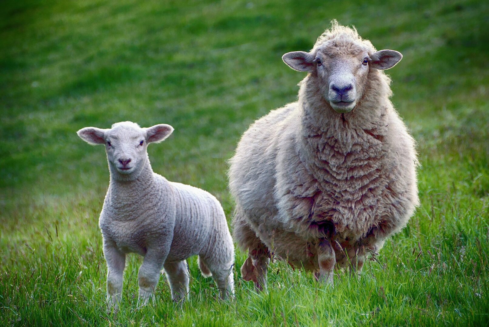 une brebis et son bébé