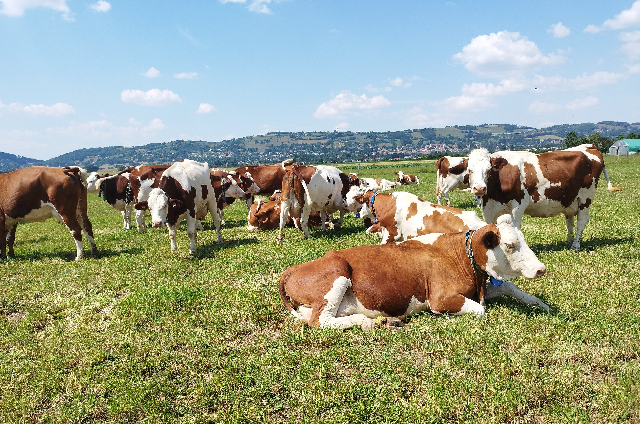 vaches heureuses 640 424