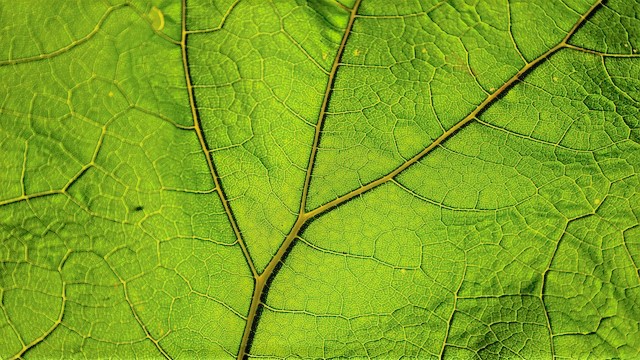 Une feuille verte